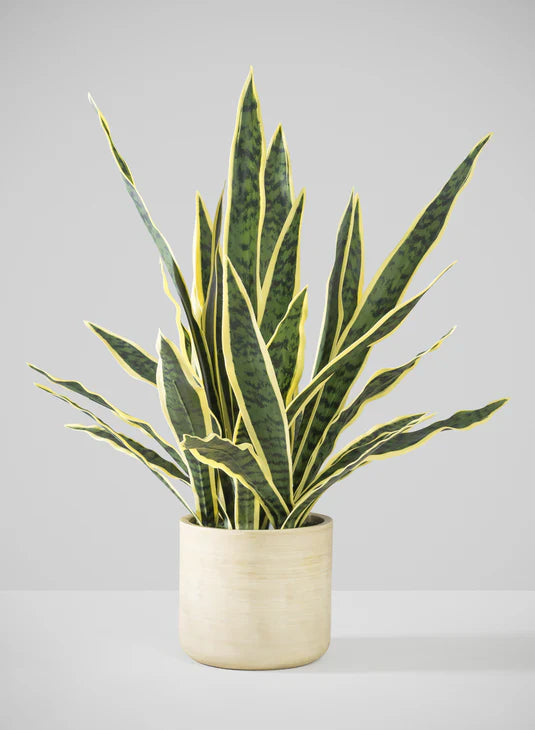 ALL PLANTS