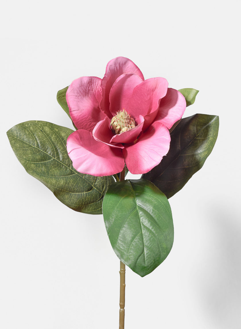 Magnolias