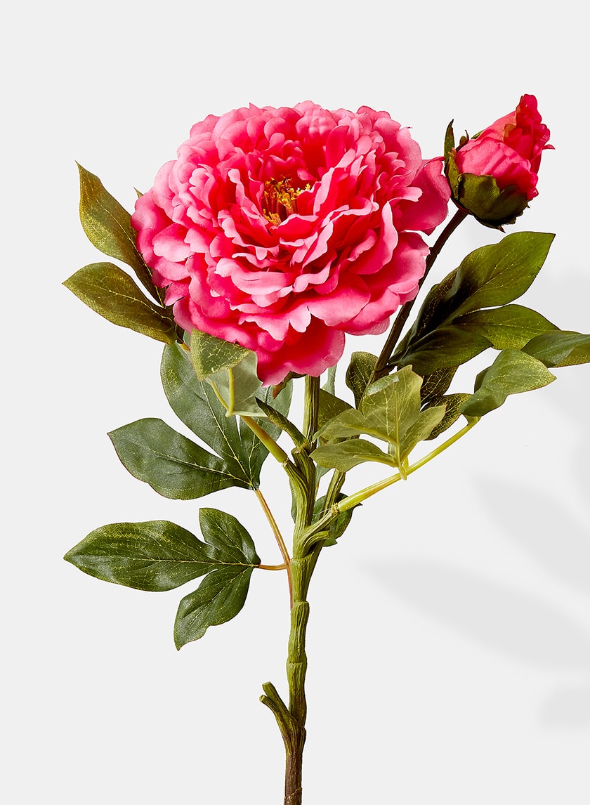 Peonies