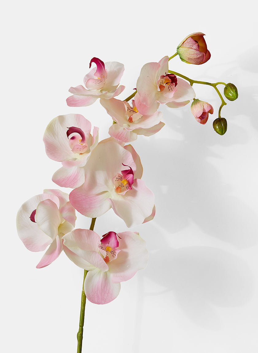 Orchids
