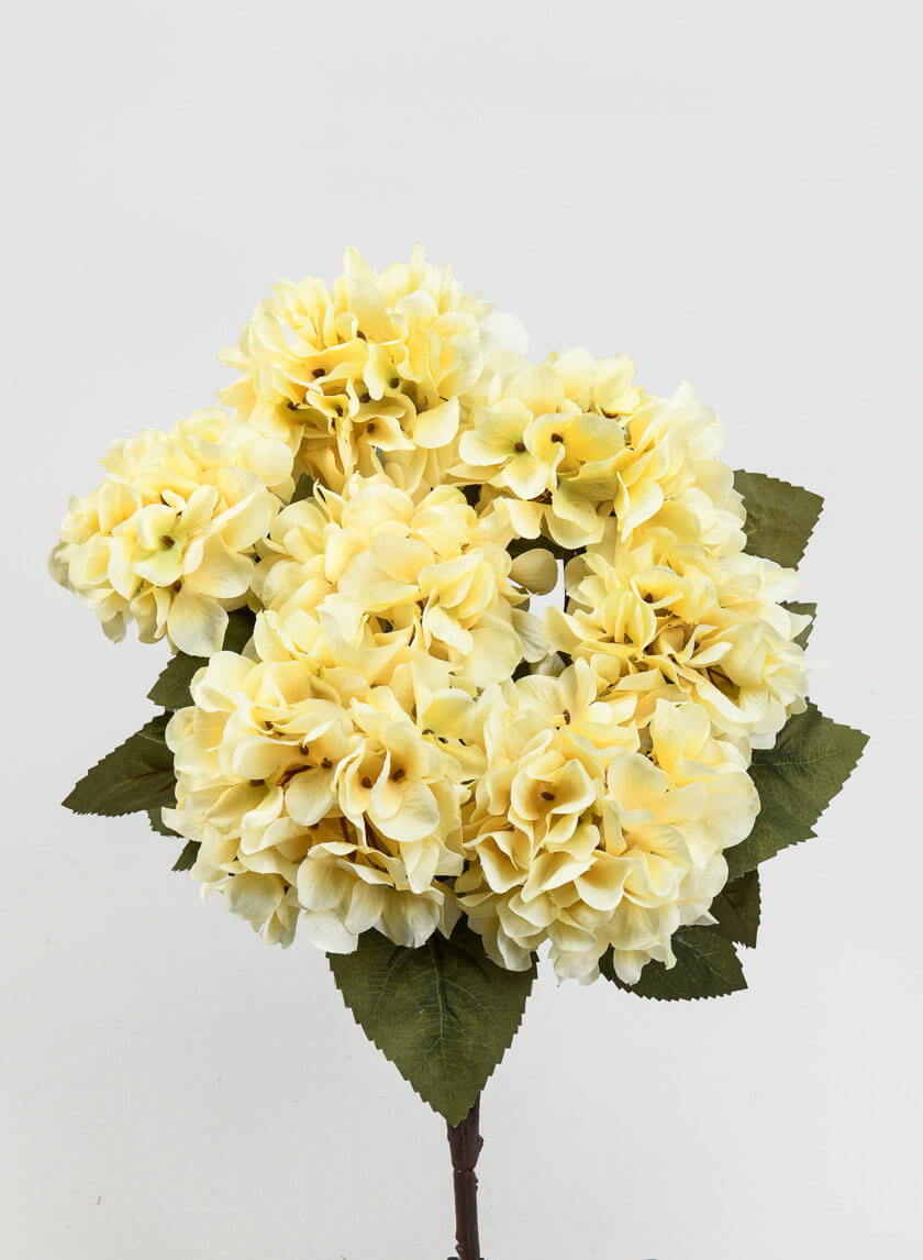 Hydrangeas