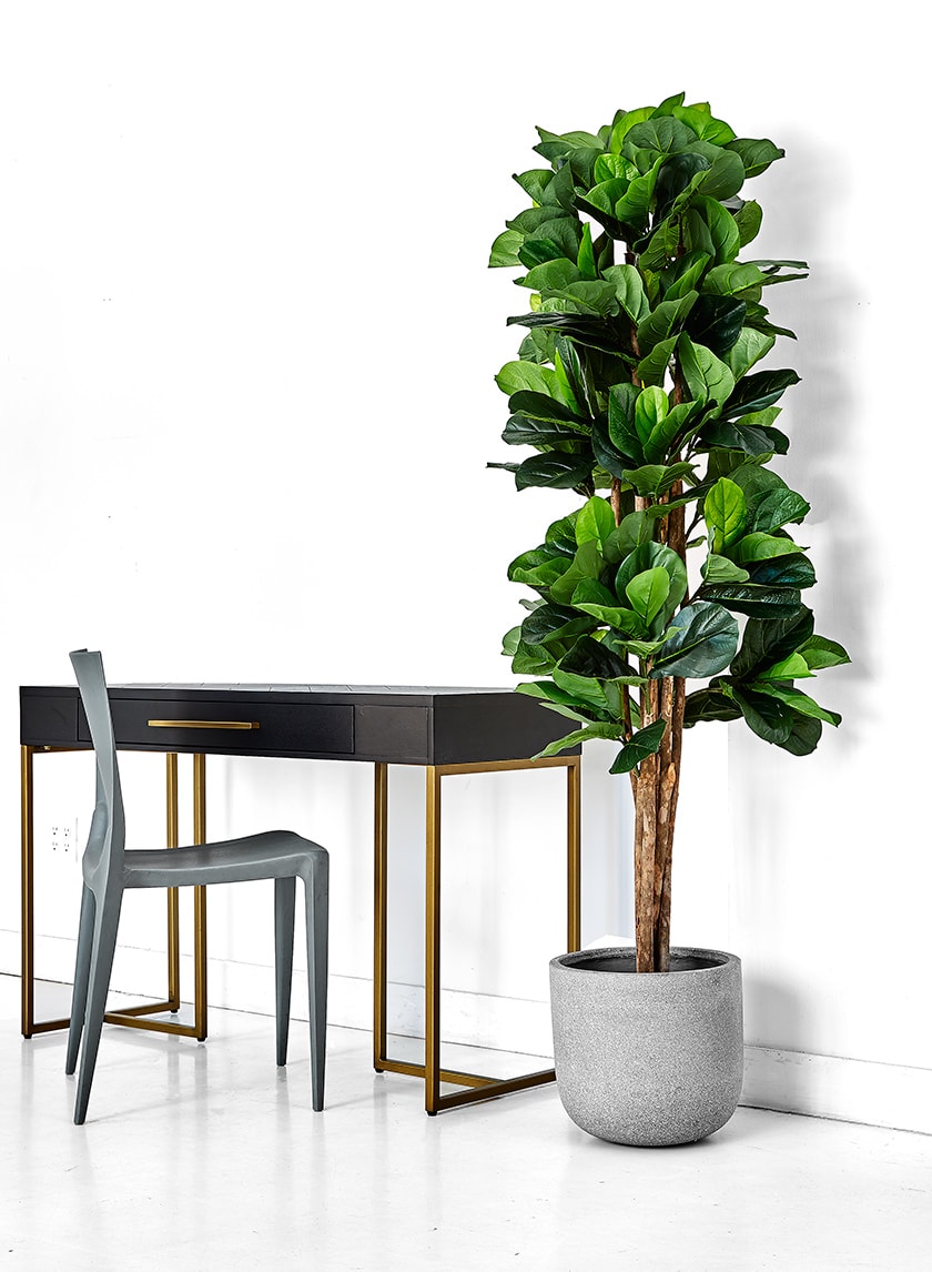 ALL PLANTS