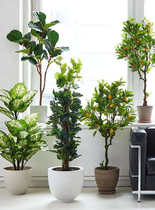 Potted Plants