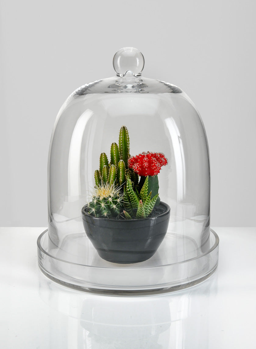 13.5in Tall Batiste Glass Cloche &amp; Base Decor Jamali-garden