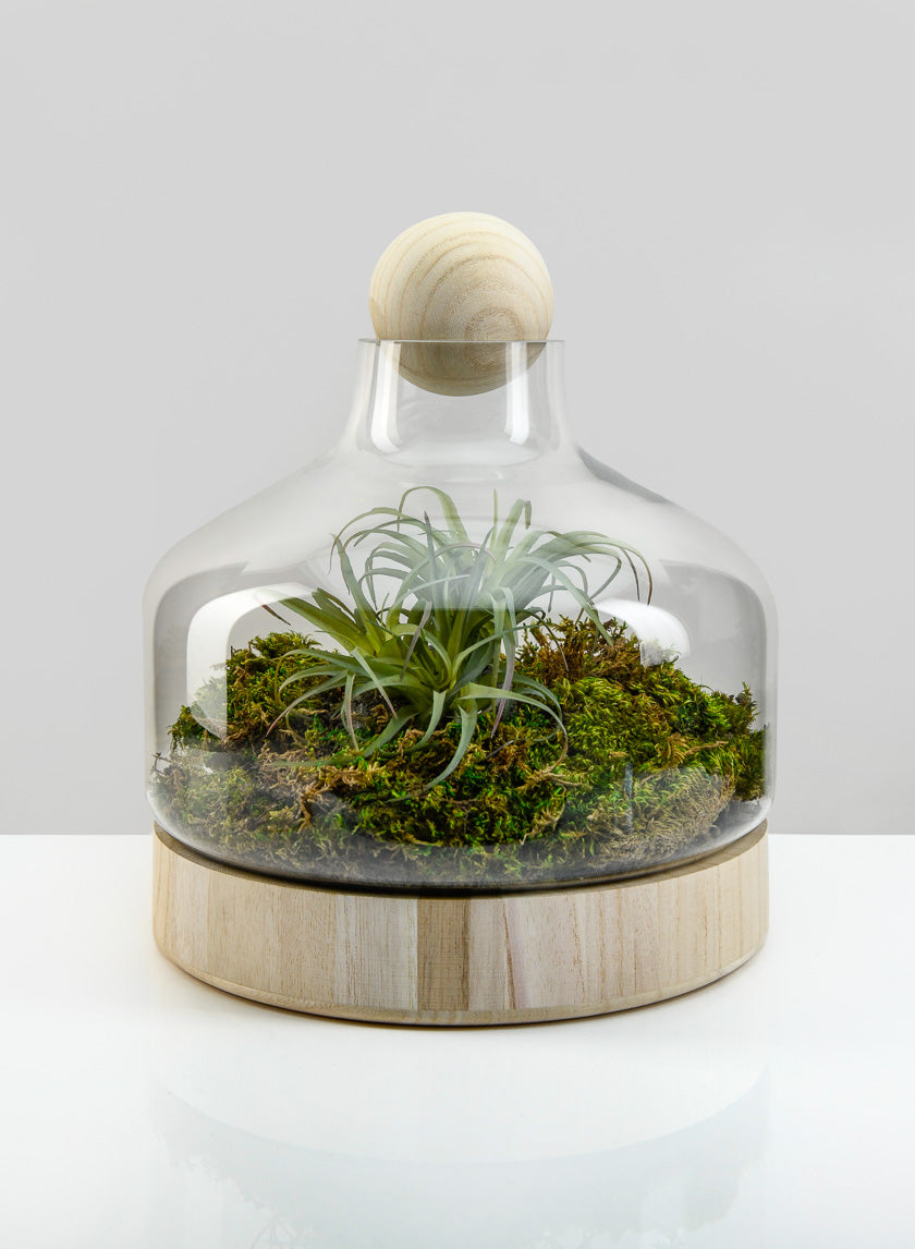 12in Tall Wide Copacabana Glass Terrarium, Large Decor Jamali-garden