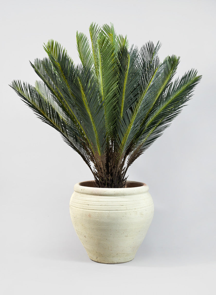 Tunisian Handmade Stamnos Pot Decor Jamali-garden 10.5in Tall EACH
