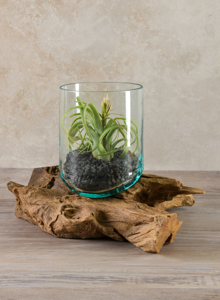 Jakarta Teak Stump With Glass Cylinder, Large Decor Jamali-garden