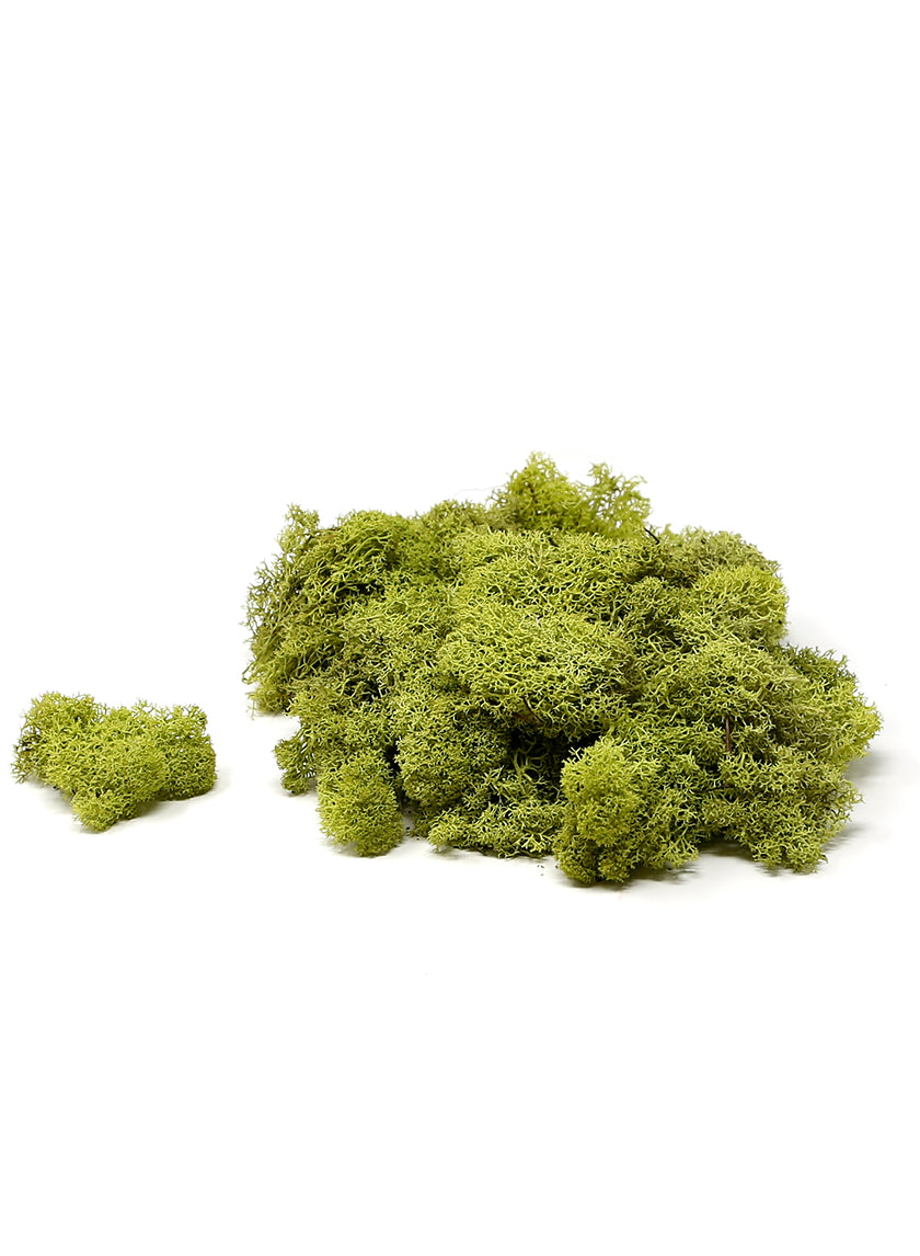 Super Moss Chartreuse Reindeer Moss Decor Jamali-garden
