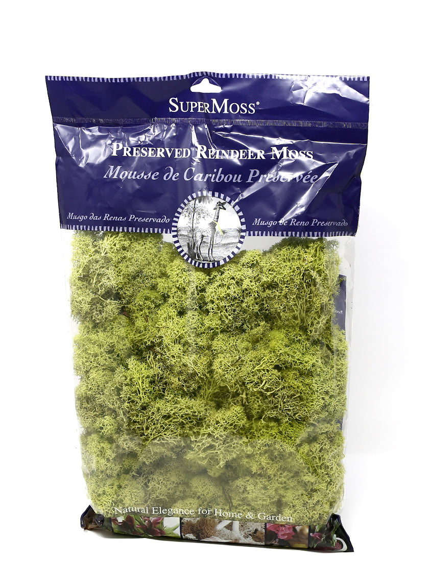 Super Moss Chartreuse Reindeer Moss Decor Jamali-garden