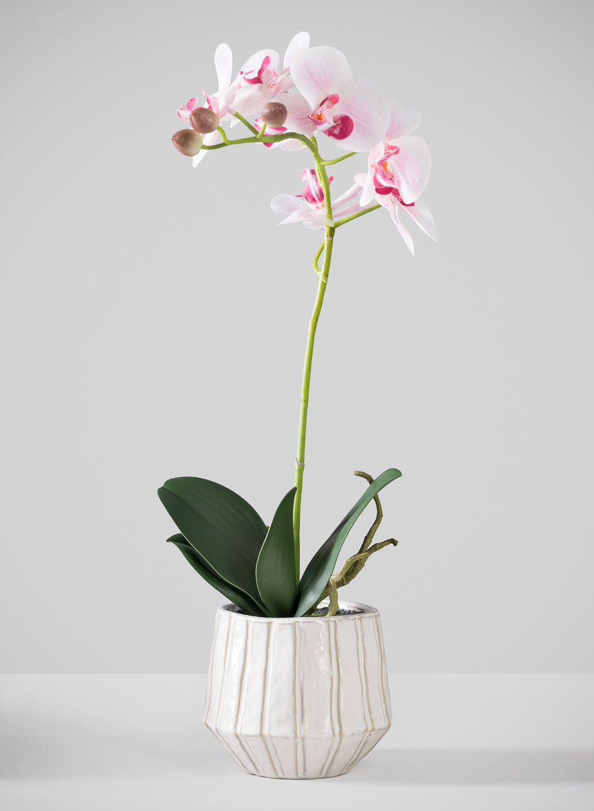 19in Real Touch Blooming Orchid Phalaenopsis in Decorative Cerami