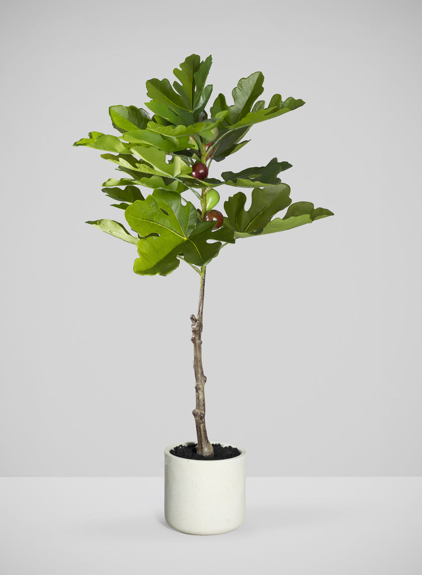 36in Real Touch Real Look Fig Tree in Cement pot