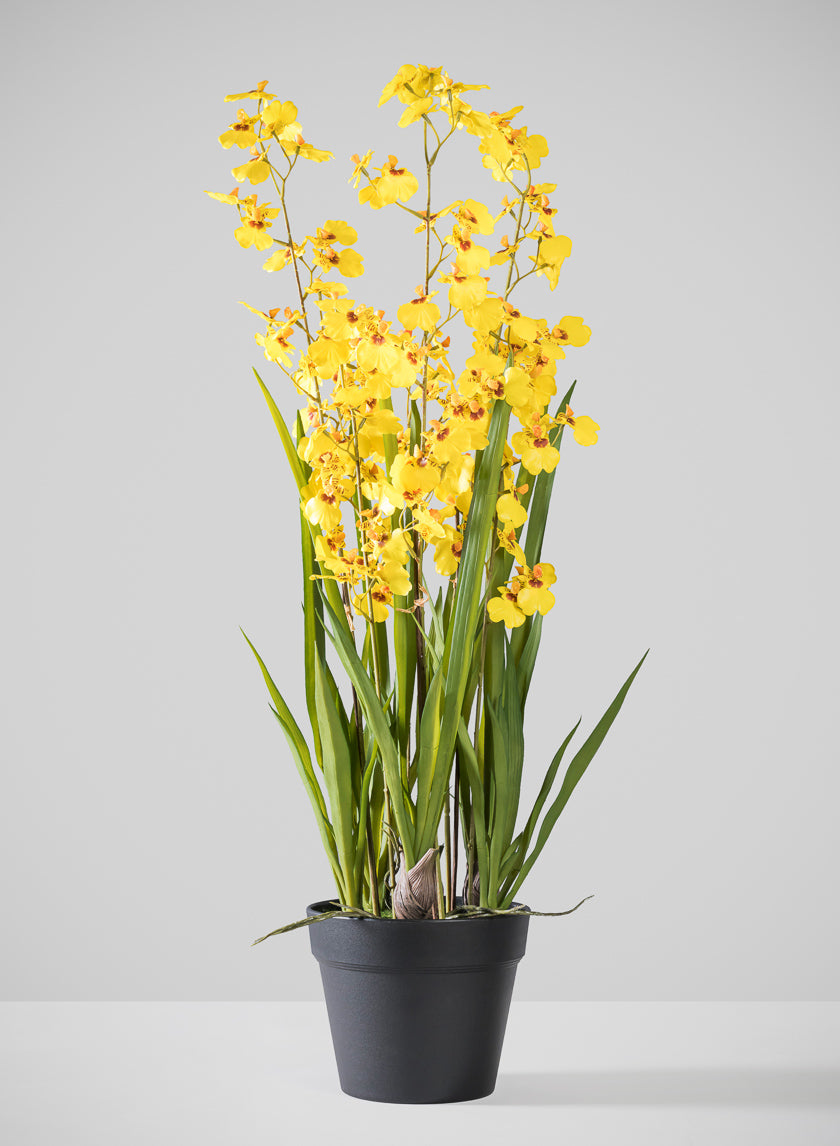 32in Real Touch 6 Stem Giant Orchid Oncidium in Pot