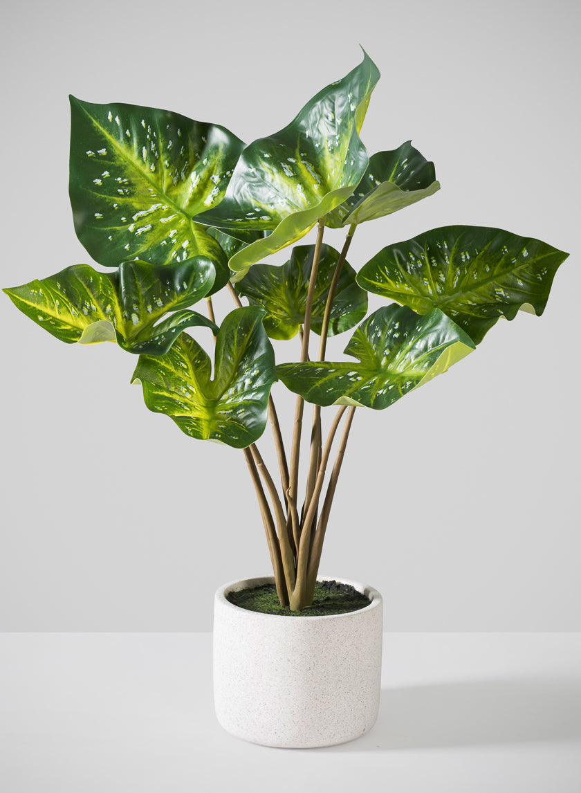 22in Real Touch 9 Stem Green Caladium in White Cement Pot