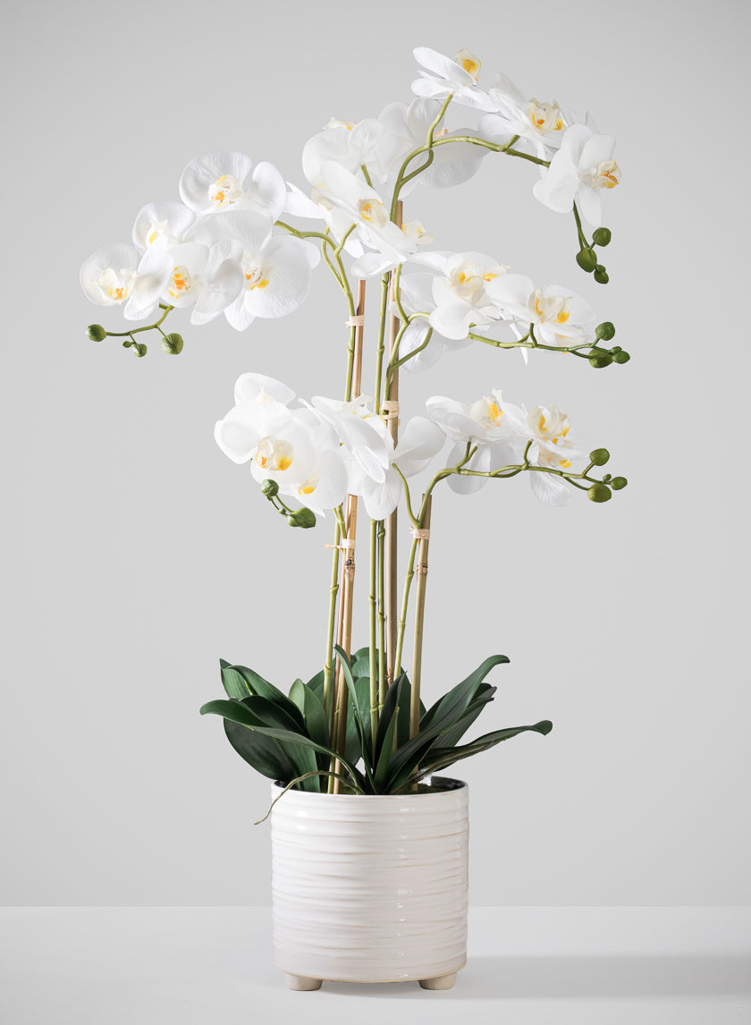 31in Real Touch 5 Stem Blooming Orchid Phalaenopsis in Decorative