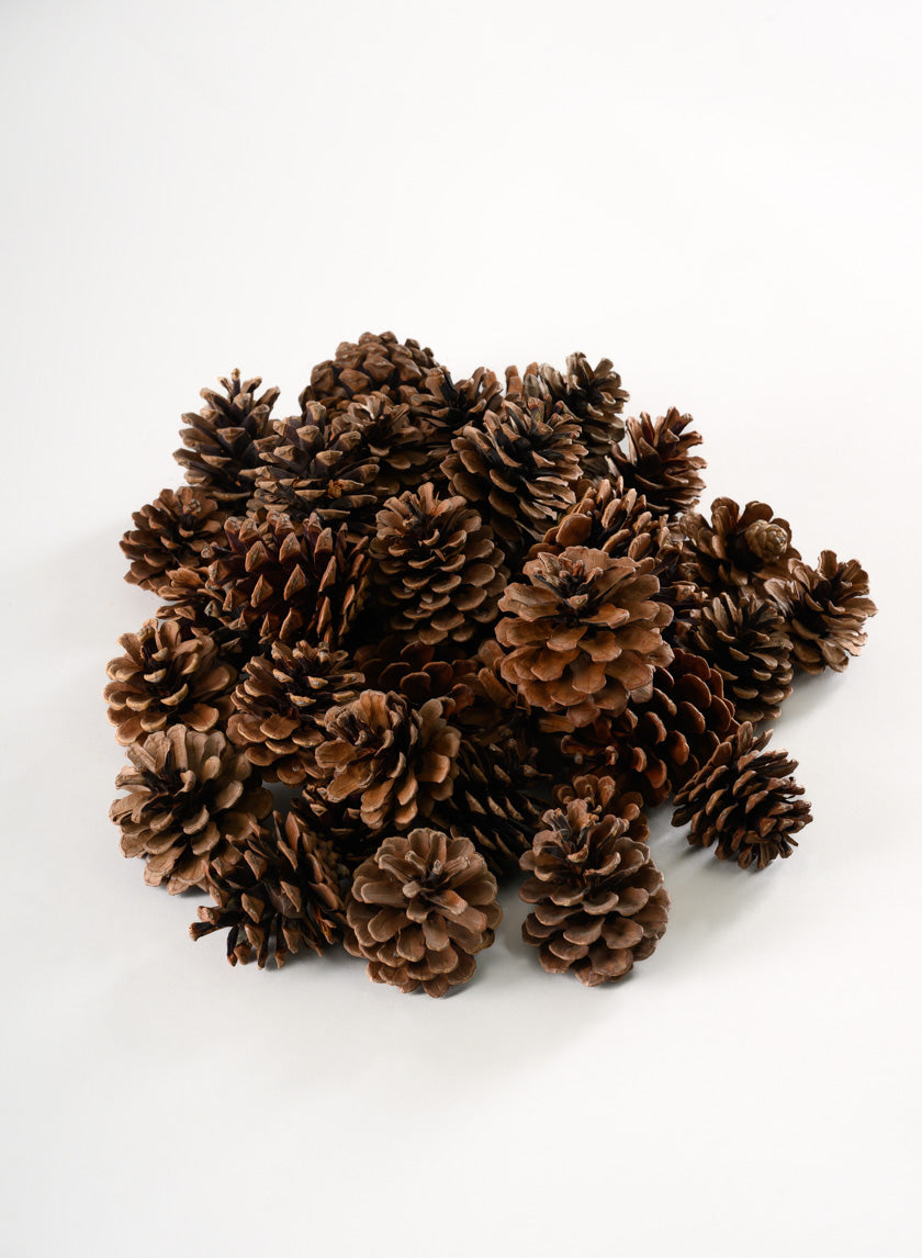 500G Small Natural Pinecones in Net Bag Decor Jamali-garden