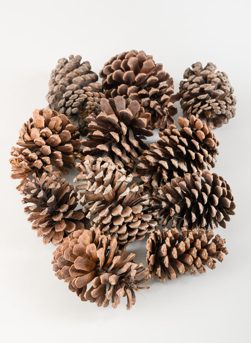 300G Sugar Pinecones in Net Bag Decor Jamali-garden
