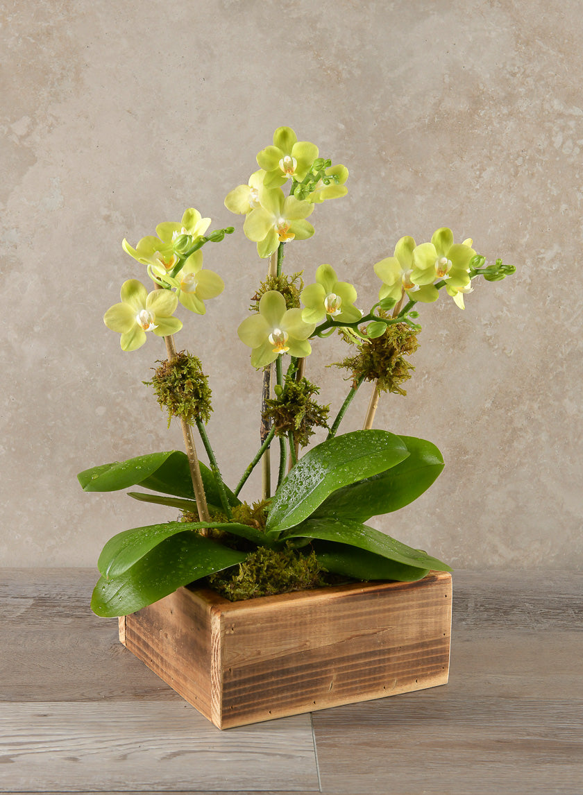 8in Long Burnt Wood Low Flower Box Decor Jamali-garden