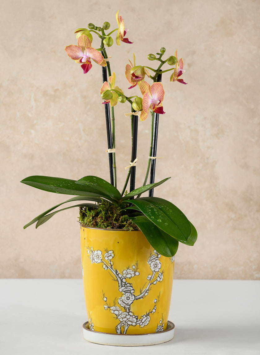 6in Tall Ming Safron Ceramic Pot with Saucer Decor Jamali-garden