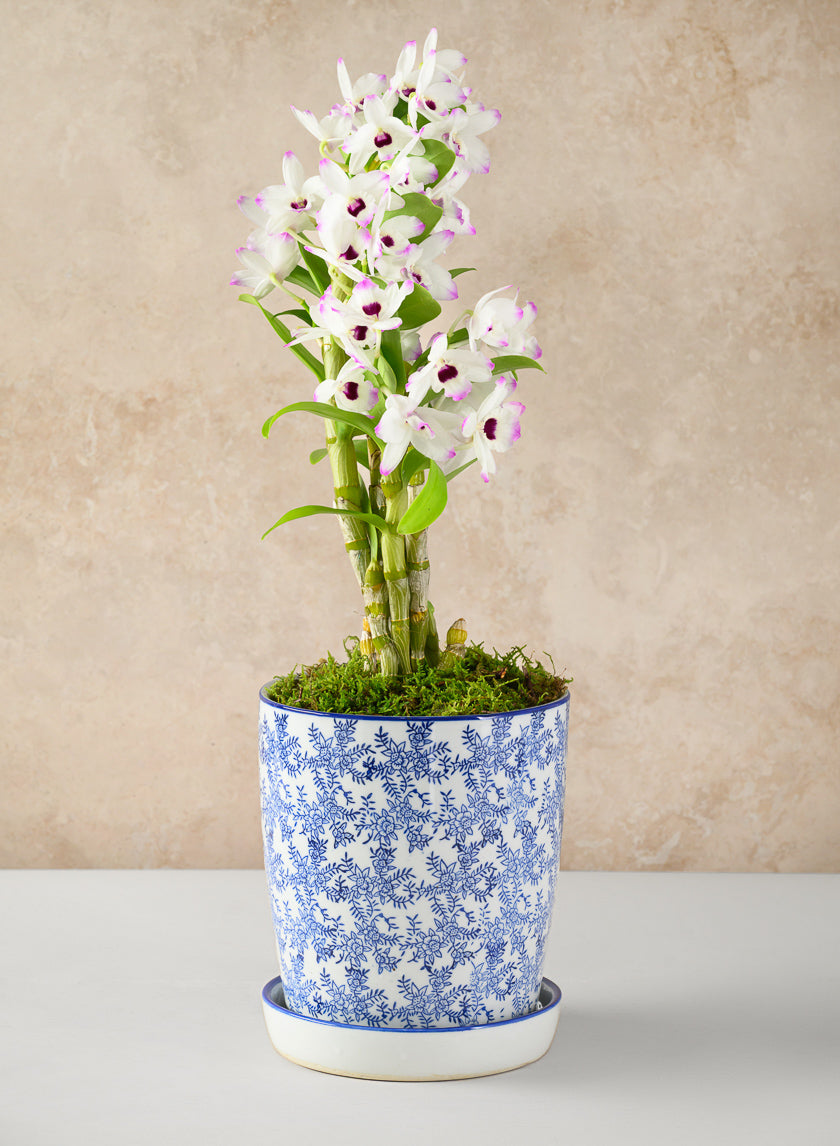 8in Tall Provence Ceramic Planter with Saucer Decor Jamali-garden