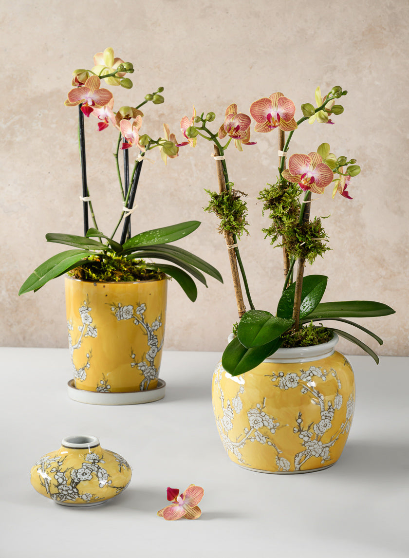 6in Tall Ming Safron Bell Ceramic Vase Decor Jamali-garden