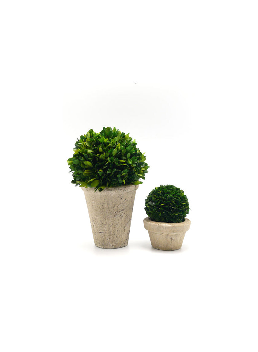 Preserved Boxwood Ball In Pot Decor Jamali-garden
