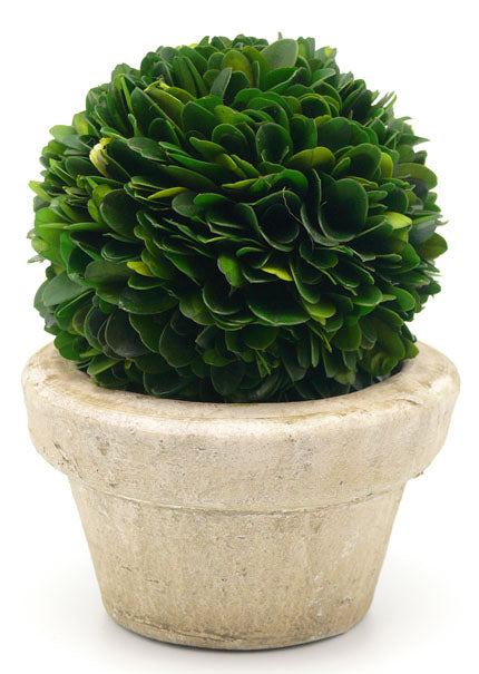 Preserved Boxwood Ball In Pot Decor Jamali-garden