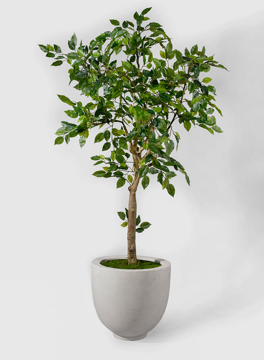 54in Tall Mini Ficus Tree Decor Jamali-garden