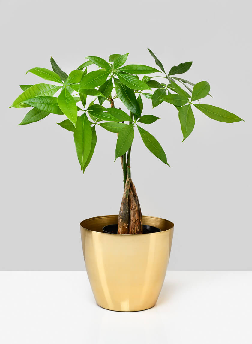 6.5in Wide Gold Elegance Cachepot Decor Jamali-garden