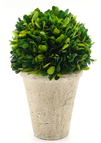 Preserved Boxwood Ball In Pot Decor Jamali-garden