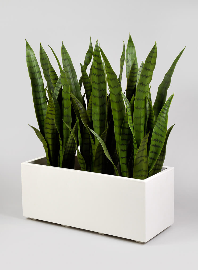 Millennium Pearl Flower Box Decor Jamali-garden