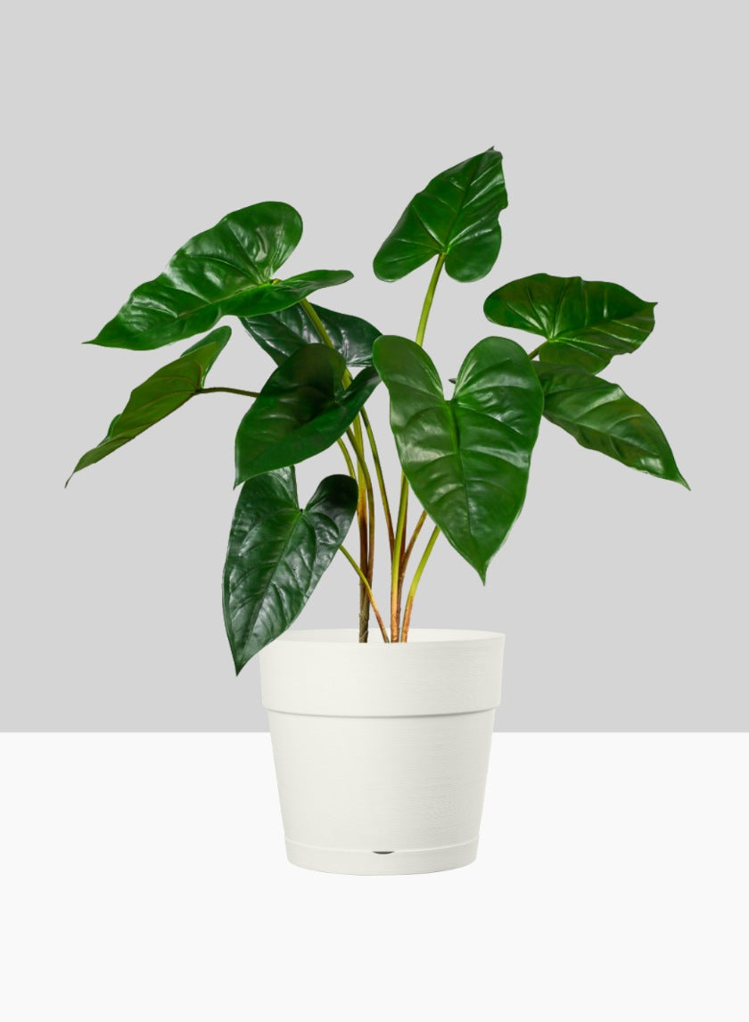 Loft White Plastic Pot With Attached Saucer Decor Jamali-garden 8.75in Tall EACH