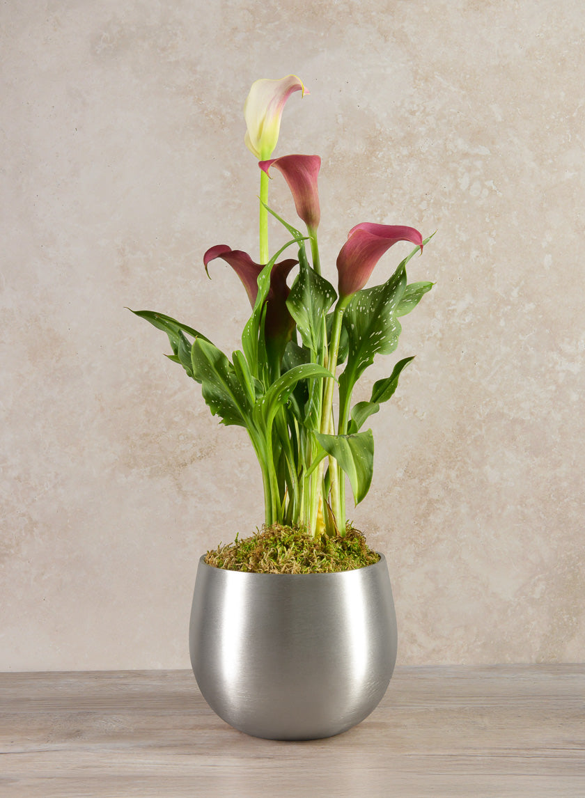 5in Tall Araami Matte Silver Aluminum Bowl Decor Jamali-garden