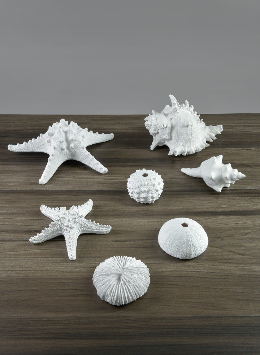 5.5in Long Artificial Florida Horse Conch Seashell Decor Jamali-garden