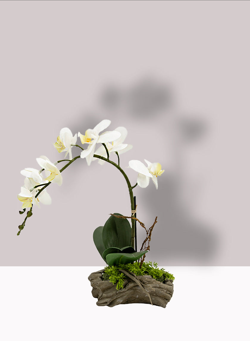 14in Tall White Phalaenopsis Orchid in Driftwood Planter Decor Jamali-garden