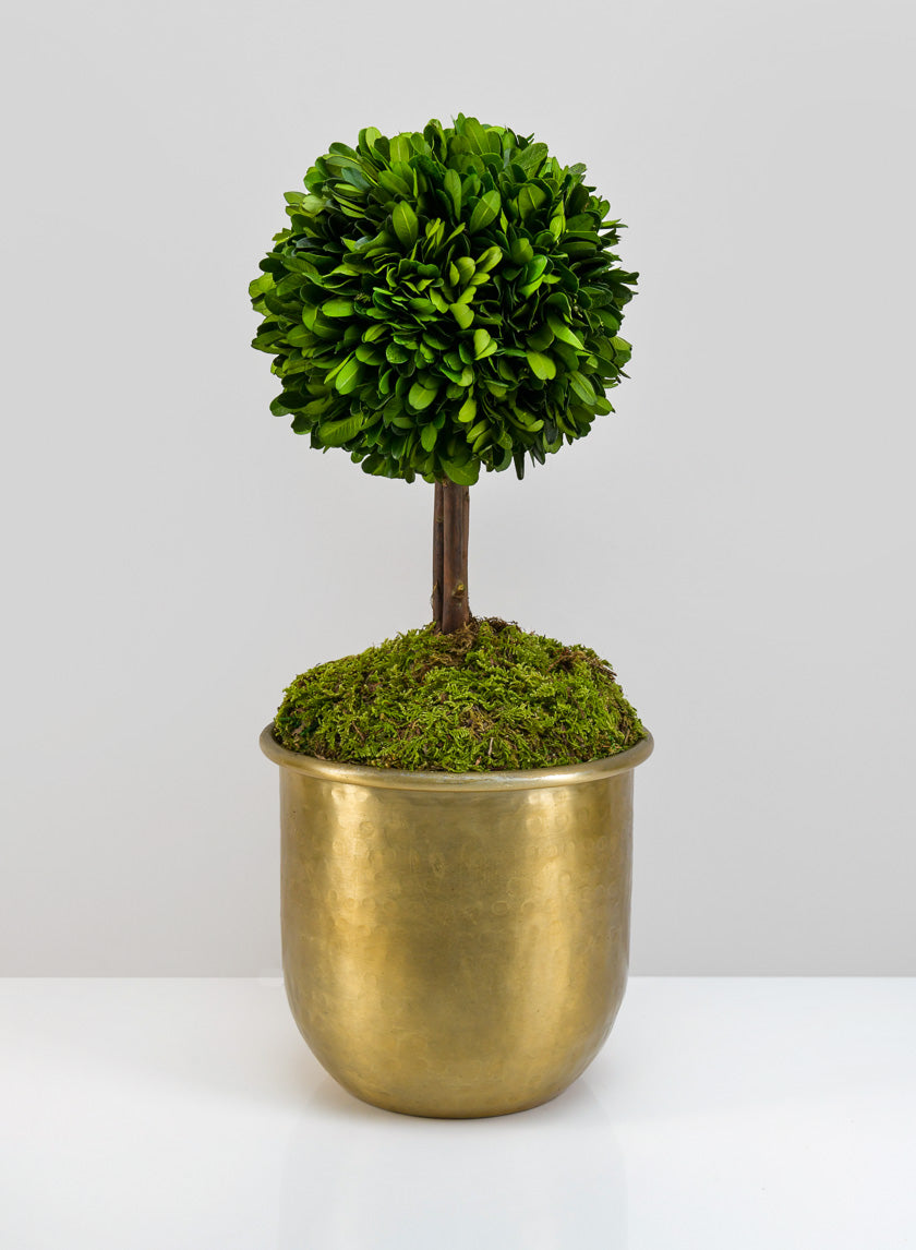 LuckNow Brass look Aluminum Pot Decor Jamali-garden