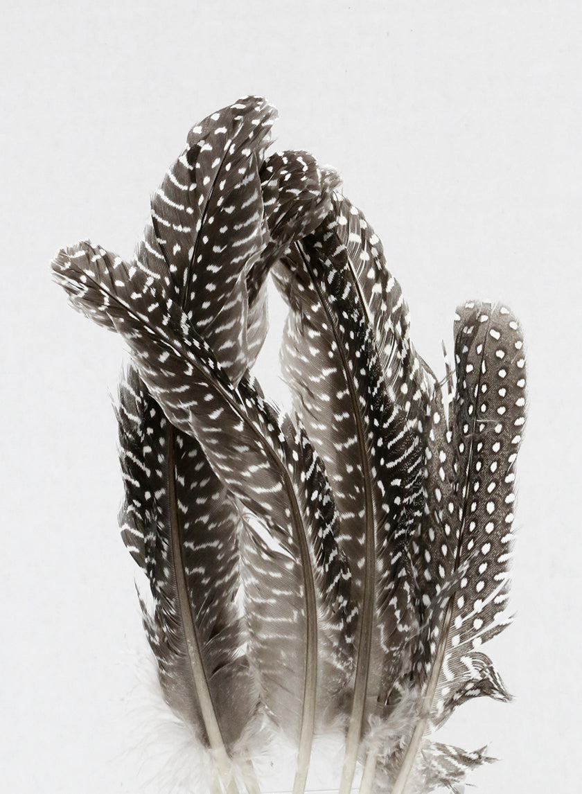 6 - 8in Natural Guinea Wing Feathers Decor Jamali-garden