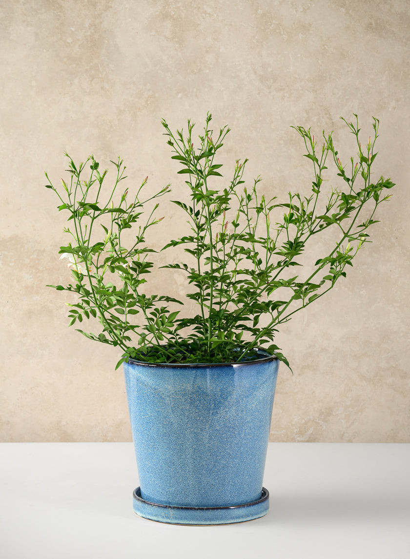 Ming Ceramic Pot with Saucer, Ice Blue Decor Jamali-garden