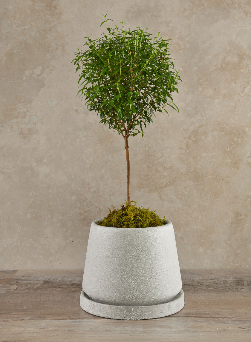 5.75in Tall Sigtura Sand White Indoor Ceramic Pot with Saucer Decor Jamali-garden