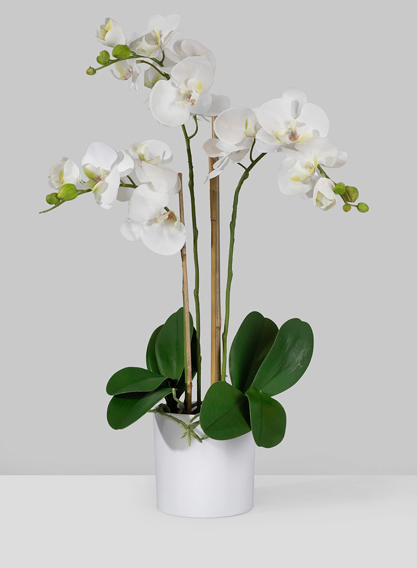 26in Tall of 3 White Phalaenopsis Orchids In Pot Decor Jamali-garden