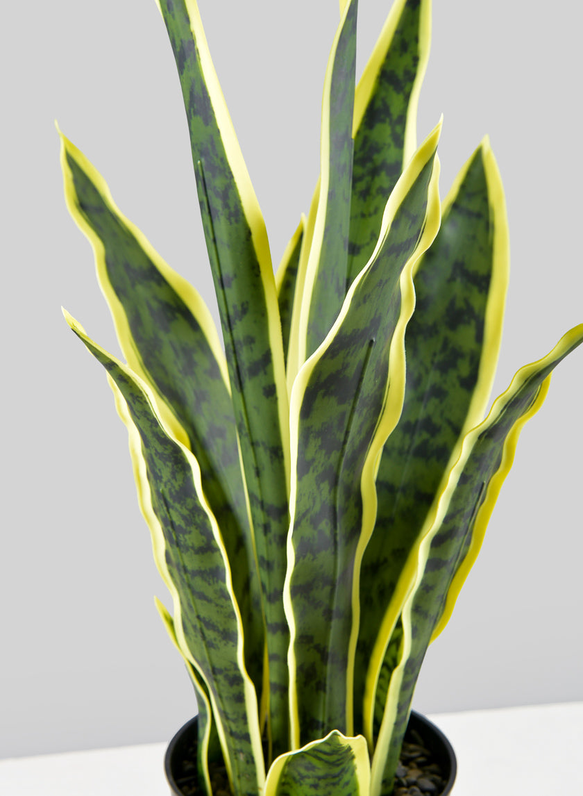 20in Tall Potted Real Touch Sansevieria Decor Jamali-garden