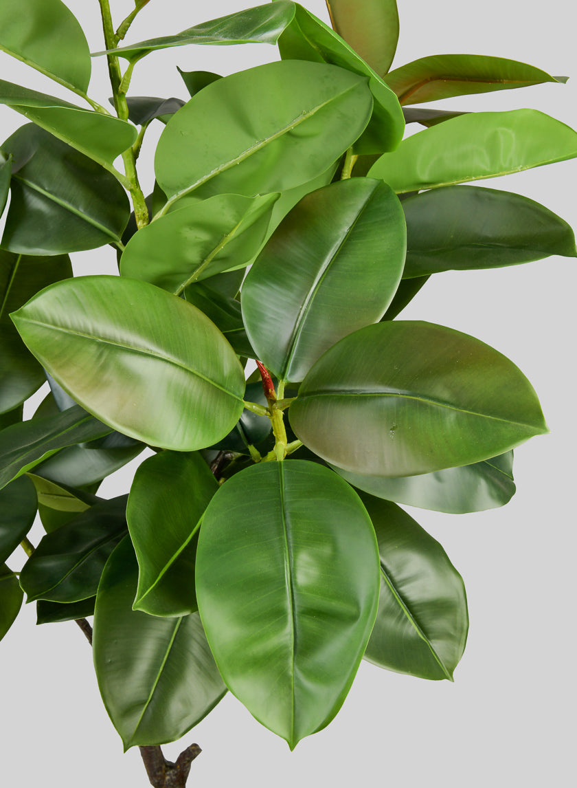 5ft Tall Potted Real Touch Rubber Tree Decor Jamali-garden