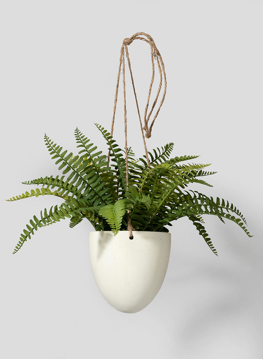 8in Tall Small Boston Fern In Hanging Pot Decor Jamali-garden