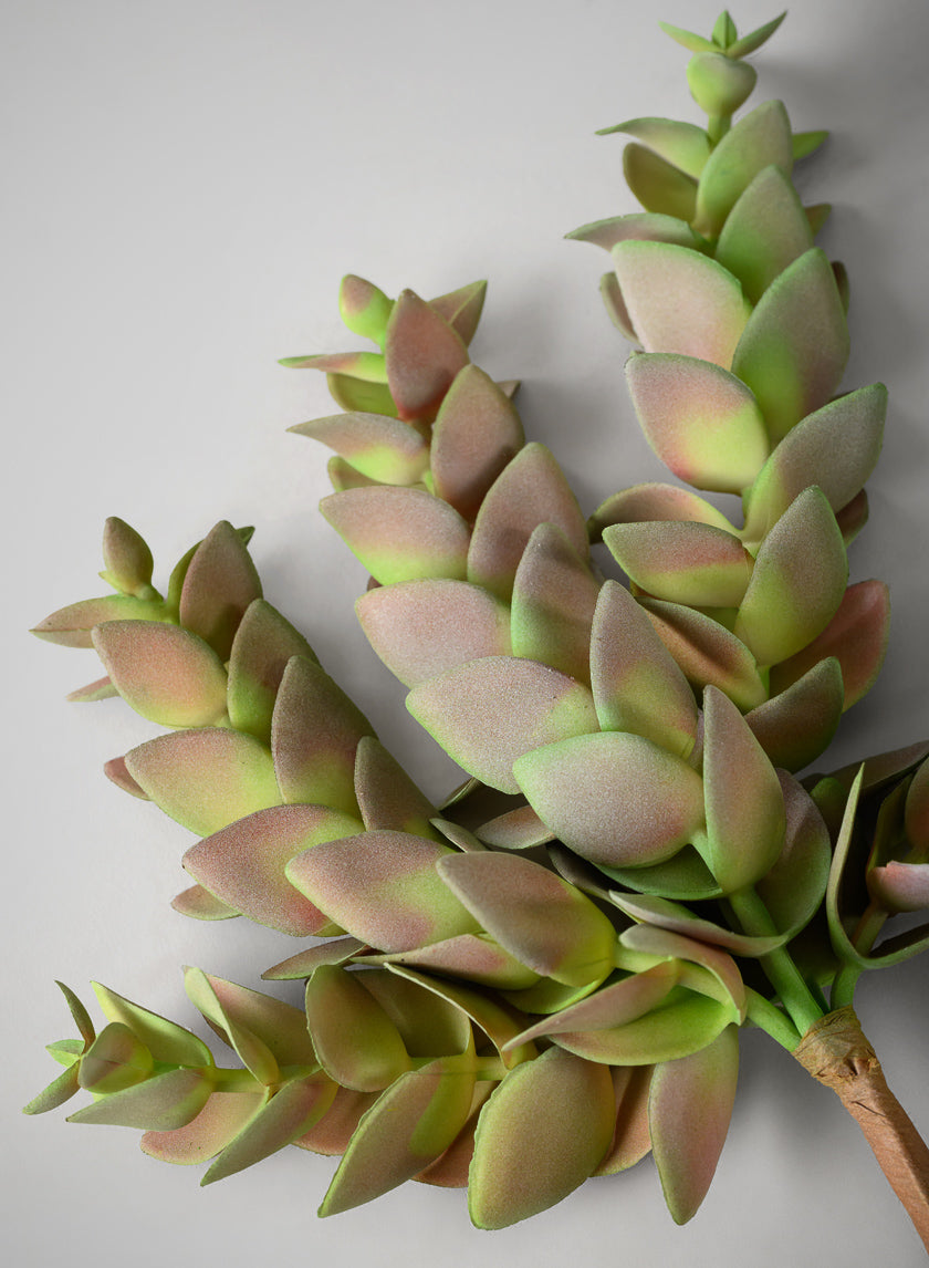 10in Long Trailing Succulent Pick, Case of 12 Decor Jamali-garden