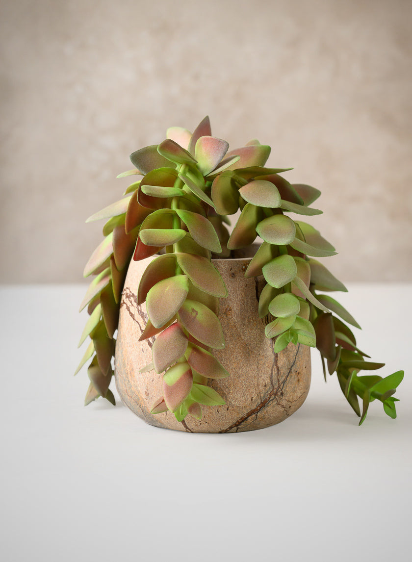 10in Long Trailing Succulent Pick, Case of 12 Decor Jamali-garden