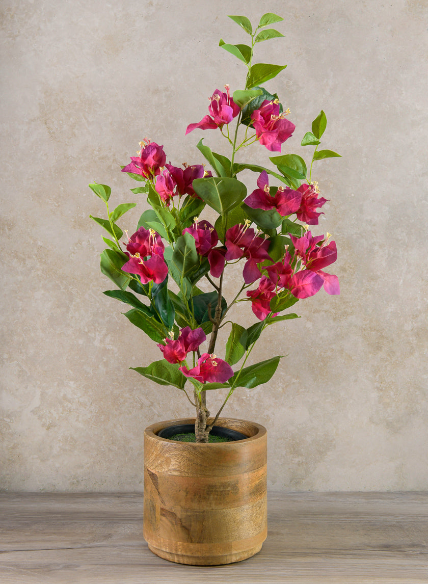 26in Long Blooming Red Bougainvillea In a Pot Decor Jamali-garden