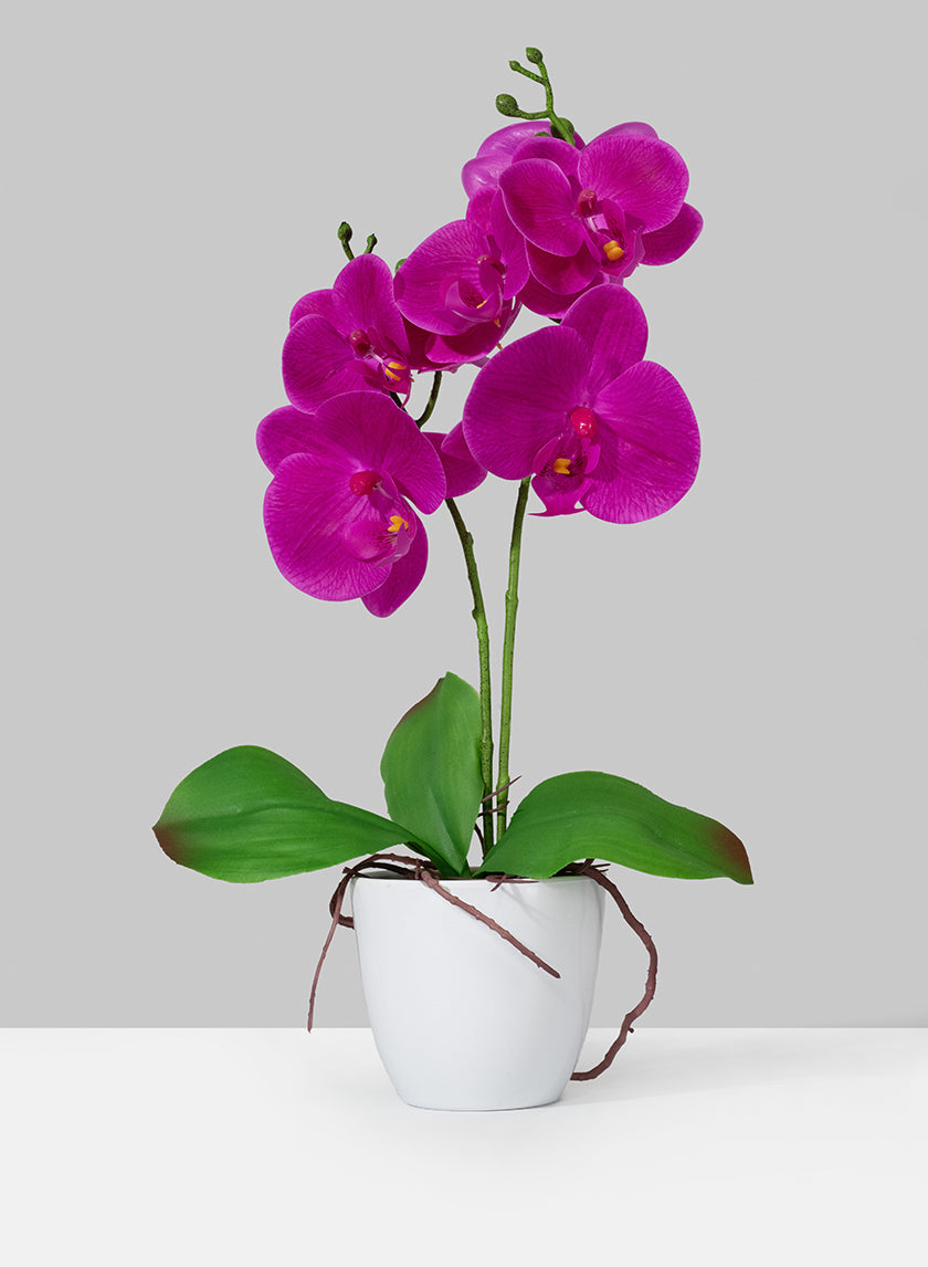 17in Long Purple Phalaenopsis Orchid In Pot Decor Jamali-garden