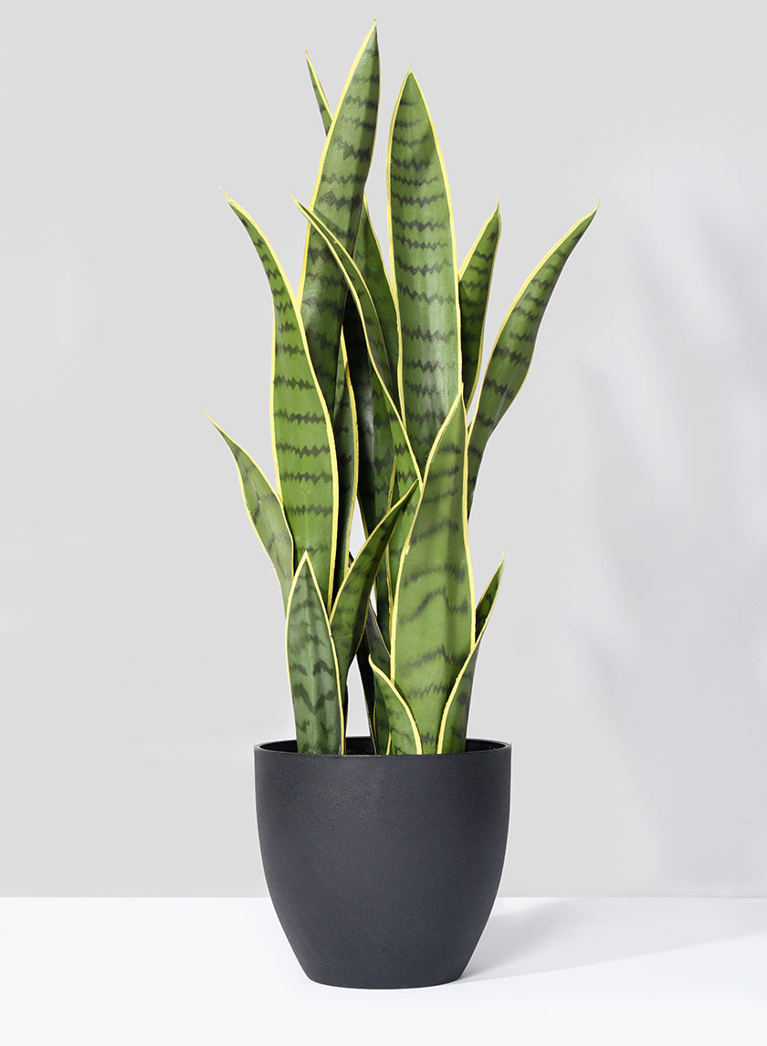 27in Tall Sansevieria Trifasciata Snake Plant Decor Jamali-garden