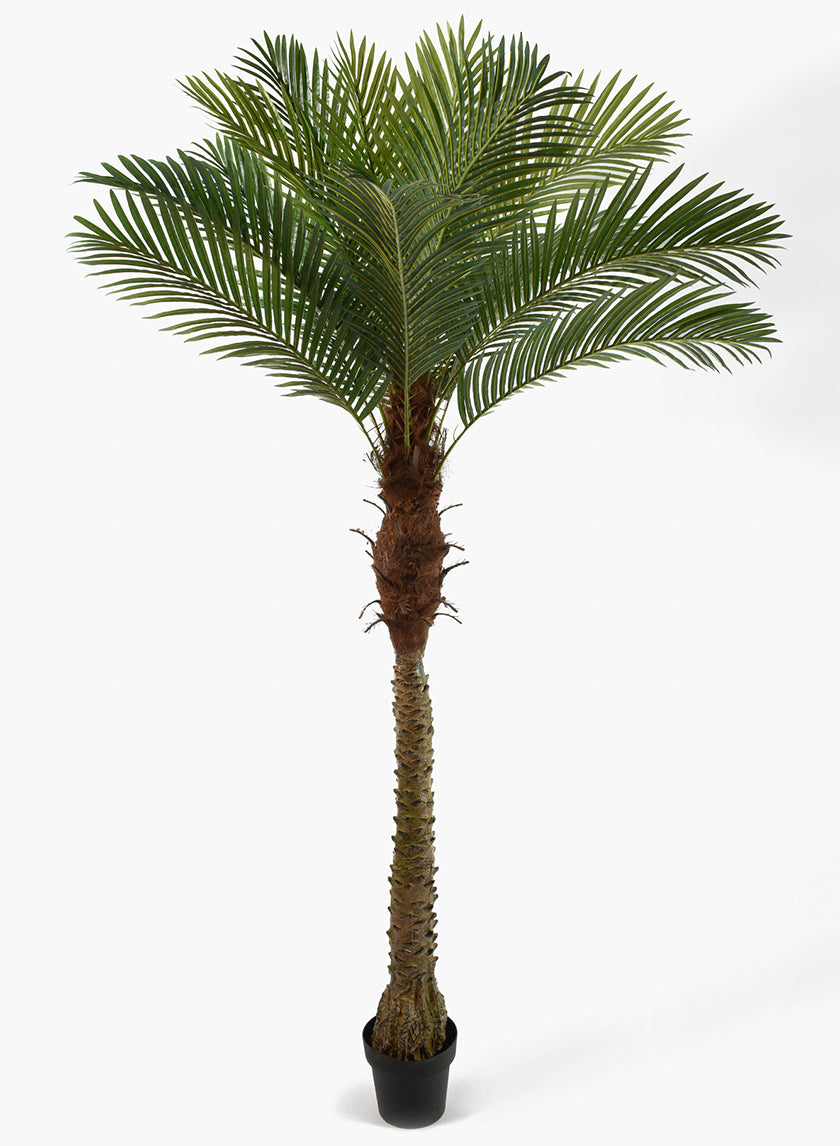 72in Tall Areca Palm Tree Decor Jamali-garden