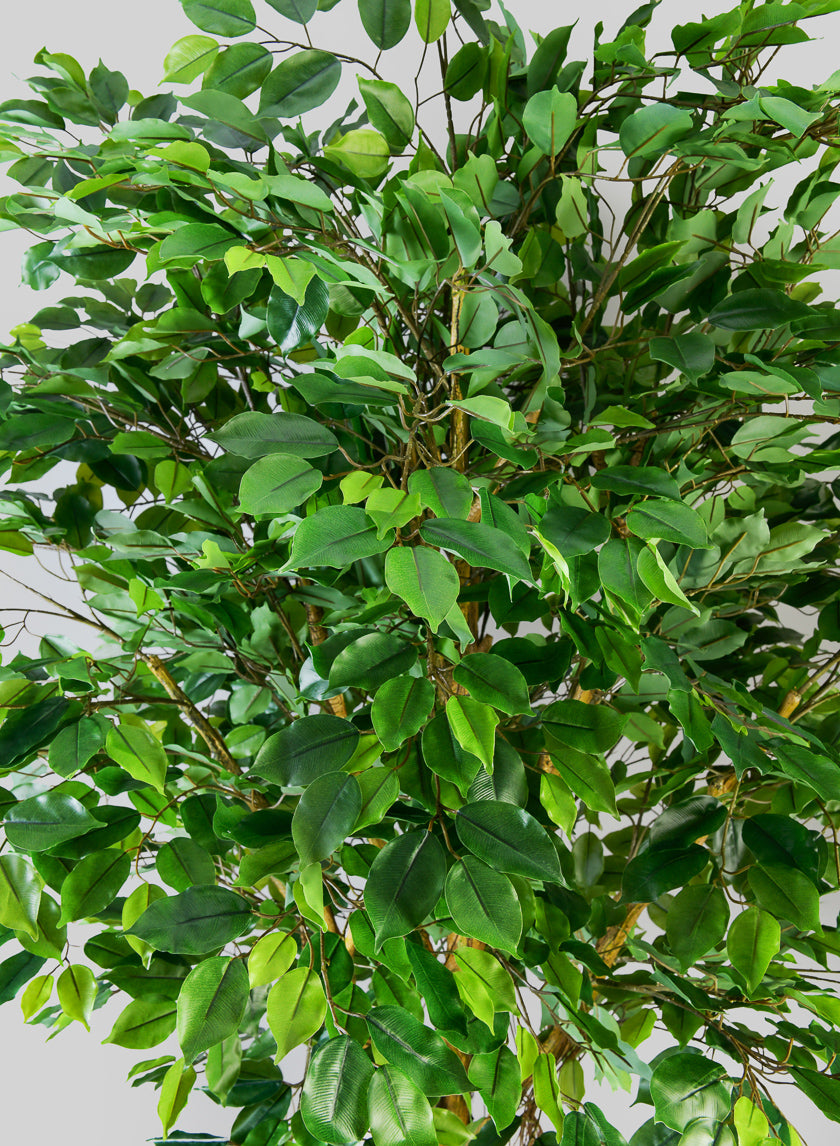 7.5ft Tall Real Touch Giant Ficus Tree Decor Jamali-garden
