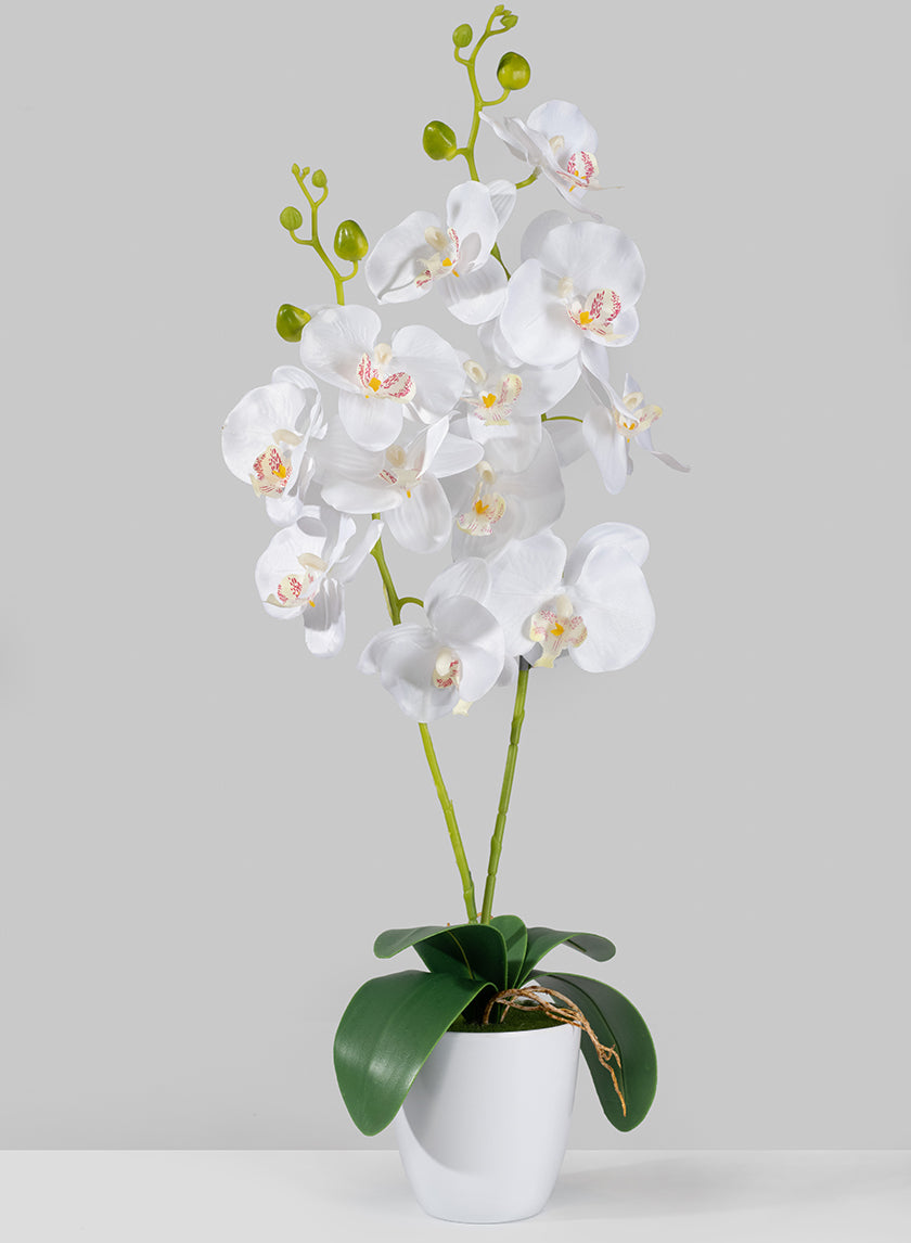 27in Tall White Phalaenopsis Orchid In Pot Decor Jamali-garden